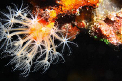Soft Coral observed during night dive in Bligh Water by Ron Monaco 